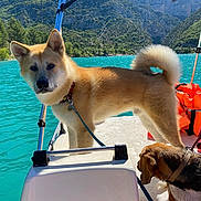 Hatchy a rejoint le concours — aidez-le/la à gagner de superbes lots ! adventure, animal, boat, canopy, companions, curious, daylight, dog, lake, leash, mountain, nature, outdoor, pet, relaxation, scenic, summer, sunny, travel, water