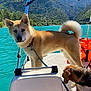 dog, boat, water, mountain, leash, canopy, outdoor, sunny, nature, pet, animal, lake, summer, adventure, travel, companions, scenic, daylight, curious, relaxation