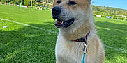 Hatchy a rejoint le concours — aidez-le/la à gagner de superbes lots ! dog, animal, pet, outdoor, grass, field, leash, collar, sports, soccer, game, sky, greenery, daytime, canine, sitting, ears_up, nature, play, park