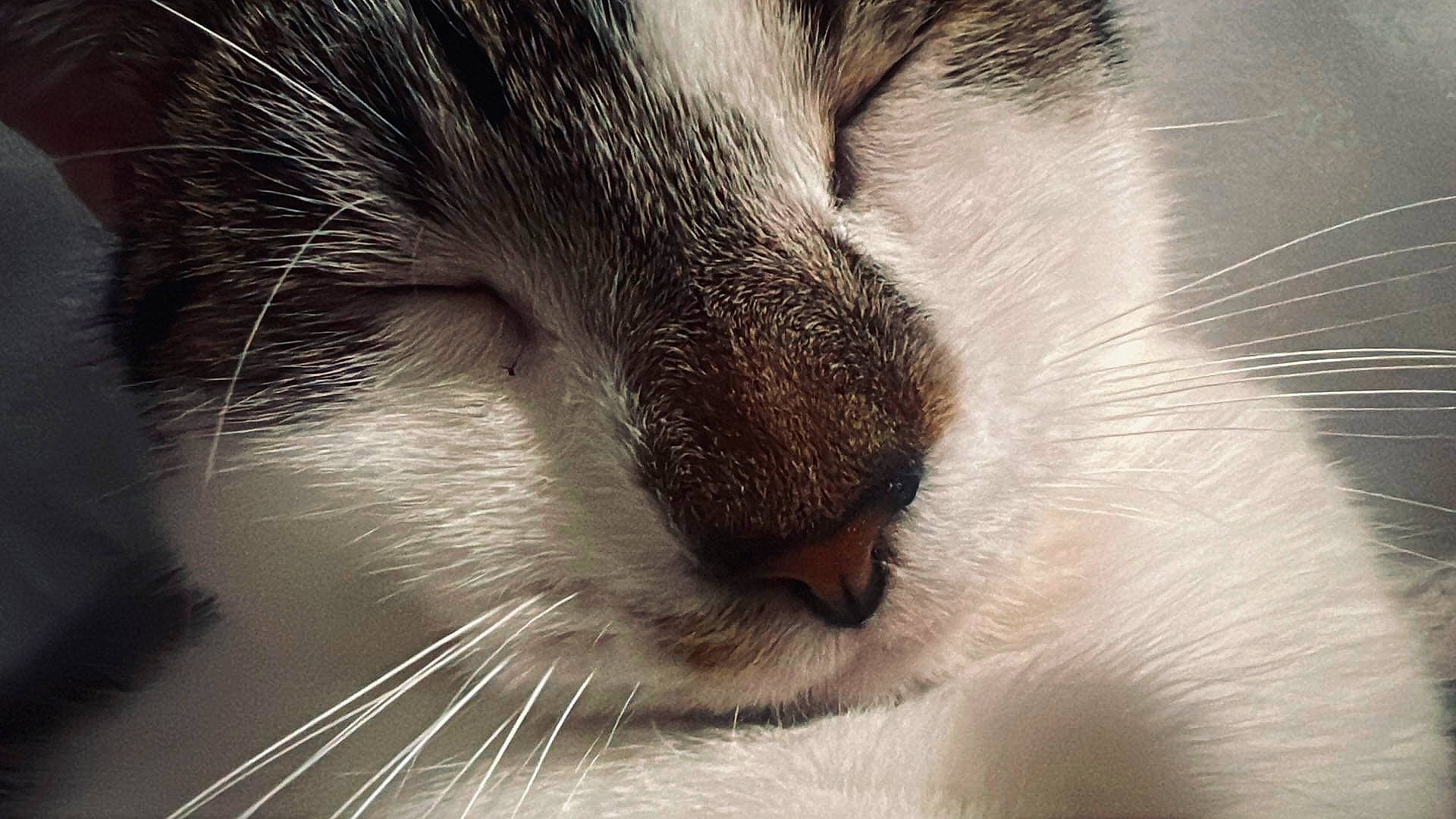 June Bug joined the competition — help win amazing prizes! carnivore, cat, domestic_short_haired_cat, felidae, fur, iris, nose, paw, small_to_medium_sized_cats, snout, terrestrial_animal, whiskers