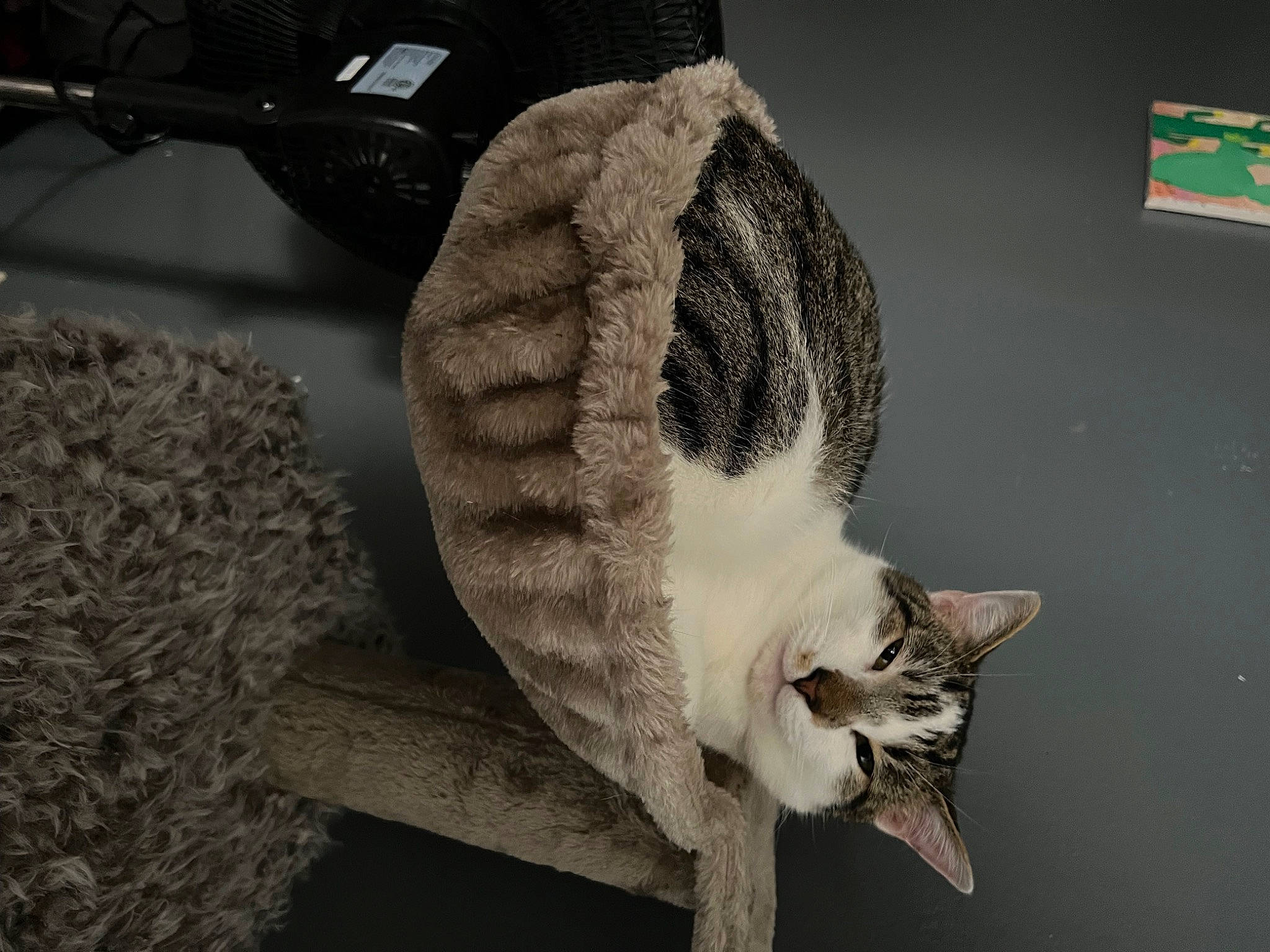 June Bug is registered to the contest to win money with this photo: carnivore, cat, claw, domestic_short_haired_cat, felidae, fur, grey, monochrome, monochrome_photography, paw, small_to_medium_sized_cats, snout, tail, whiskers, window, wood