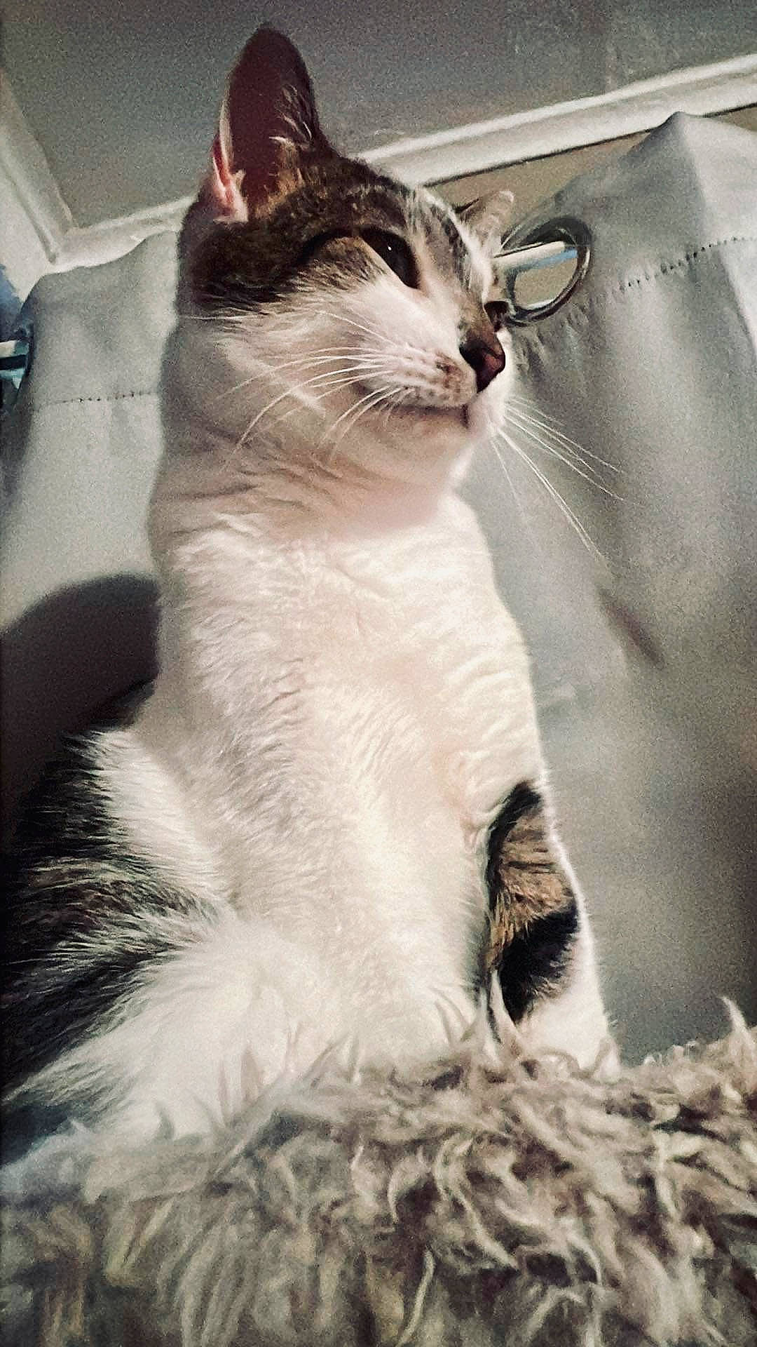 June Bug joined the competition — help win amazing prizes! carnivore, cat, domestic_short_haired_cat, eyelash, felidae, fur, sitting, small_to_medium_sized_cats, tail, terrestrial_animal, whiskers, window