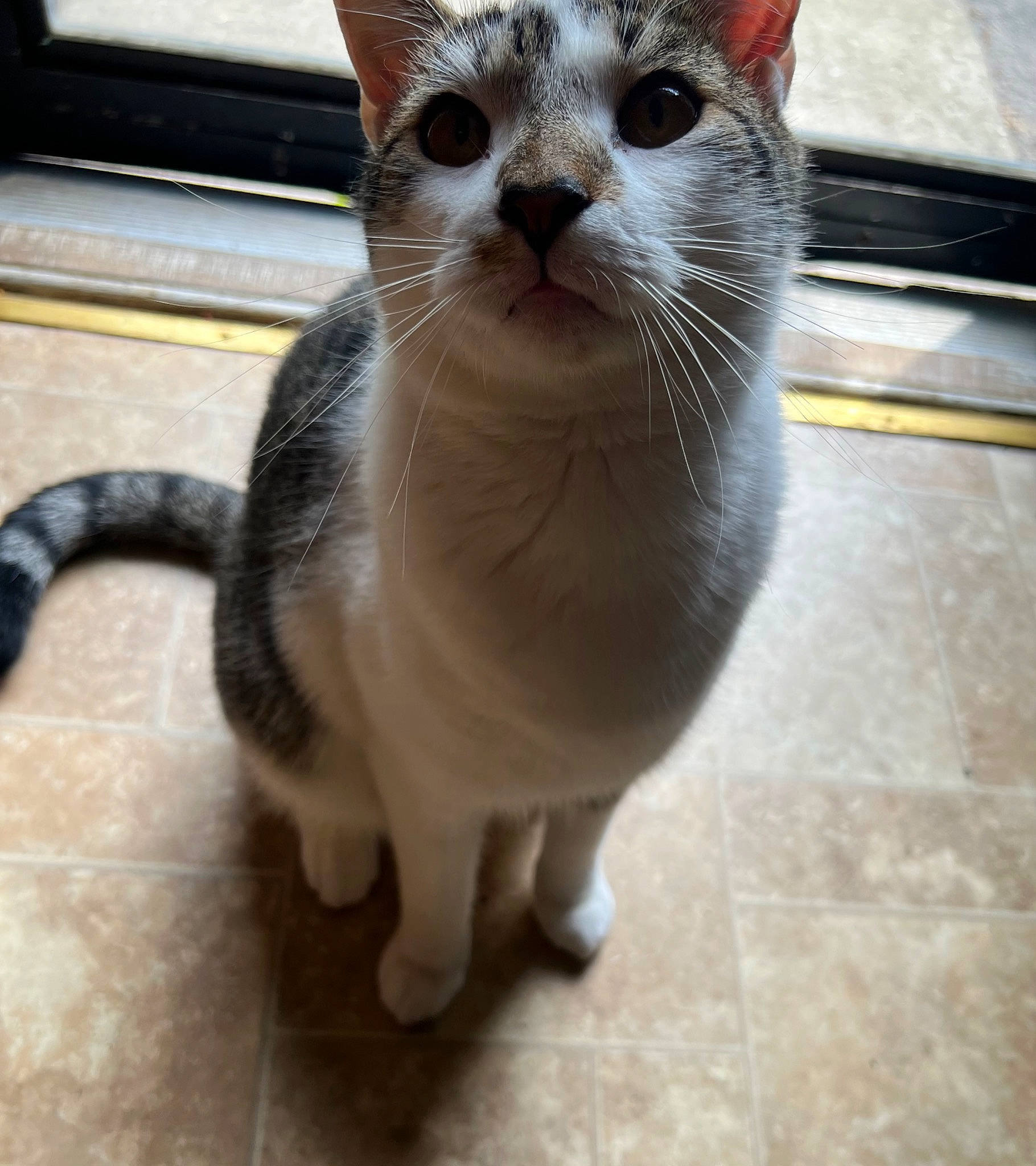 June Bug is registered to the contest to win money with this photo: carnivore, cat, claw, domestic_short_haired_cat, fawn, felidae, flooring, fur, paw, pet_supply, small_to_medium_sized_cats, snout, tail, terrestrial_animal, tile_flooring, whiskers, window