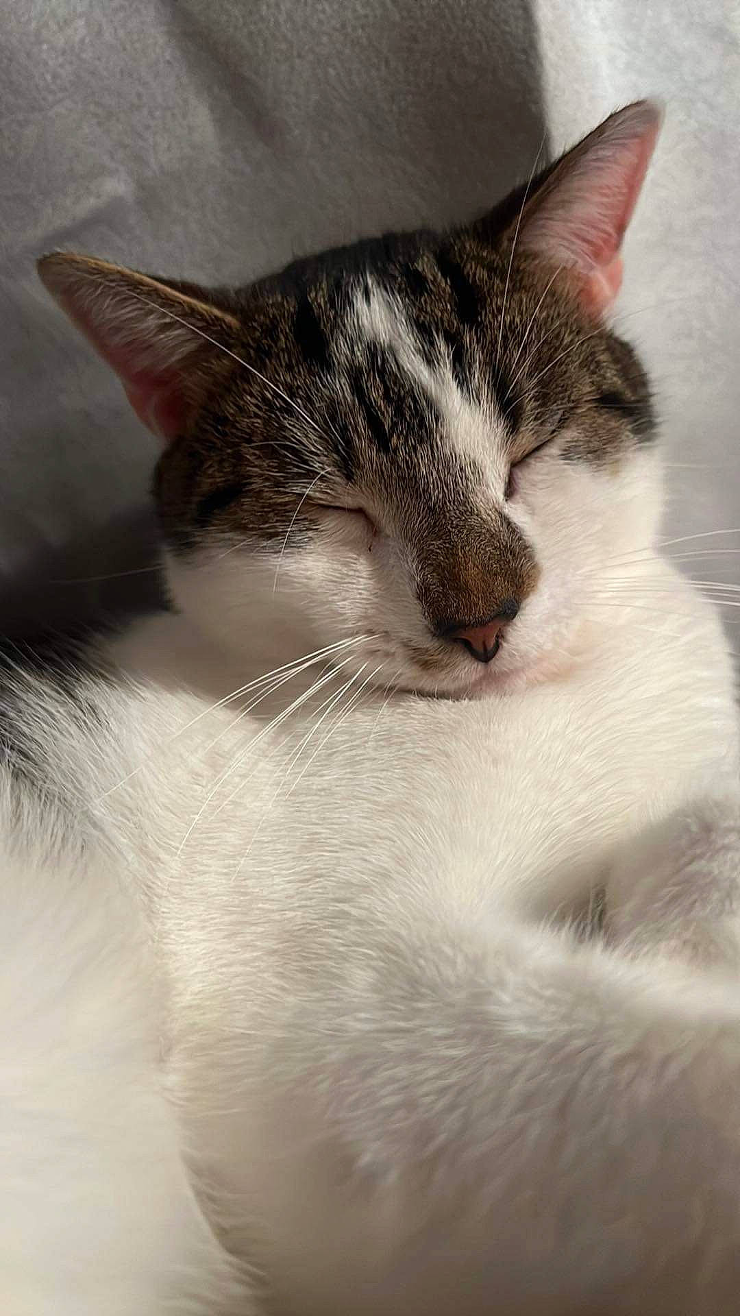 June Bug is registered to the contest to win money with this photo: carnivore, cat, claw, cloud, comfort, domestic_short_haired_cat, ear, felidae, fur, monochrome_photography, nap, paw, sky, sleep, small_to_medium_sized_cats, snout, tail, tree, whiskers, window