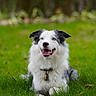 Fuego participe au concours pour gagner de l'argent avec cette photo : dog, border_collie, grass, outdoor, pet, animal, canine, happy, blue_eyes, fur, collar, tag, lying_down, nature, greenery, summer, playful, friendly, muzzle, ears