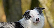 Fuego participe au concours pour gagner de l'argent avec cette photo : dog, border_collie, blue_eyes, outdoor, forest, nature, animal, pet, lying_down, fur, black_and_white, portrait, canine, mammal, relaxed, sunlight, tree, closeup, fluffy, background_blur