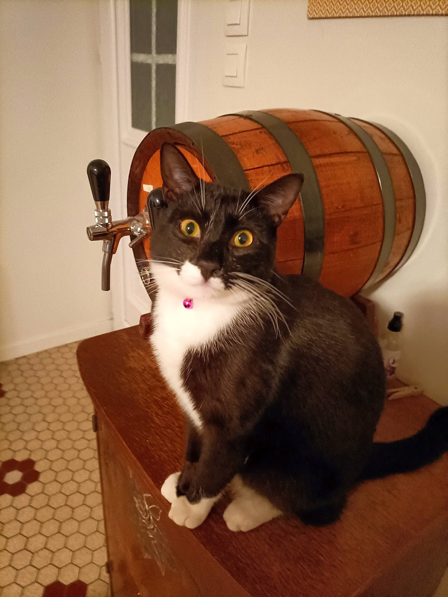 Chaton a rejoint le concours — aidez-le/la à gagner de superbes lots ! box, cardboard, carnivore, cat, cat_supply, comfort, domestic_short_haired_cat, door, felidae, flooring, fur, hardwood, pet_supply, room, sitting, small_to_medium_sized_cats, tail, whiskers, window, wood