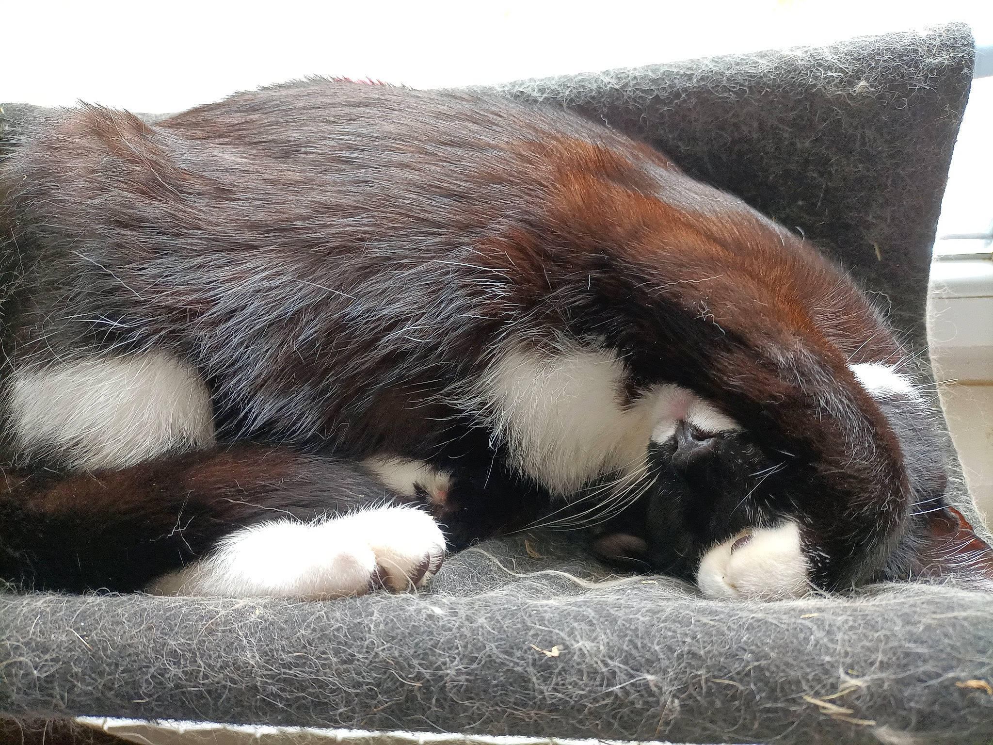 Chaton participe au concours pour gagner de l'argent avec cette photo : carnivore, cat, claw, comfort, dog_breed, domestic_short_haired_cat, felidae, fur, liver, nap, natural_material, paw, sleep, small_to_medium_sized_cats, snout, sporting_group, tail, terrestrial_animal, whiskers