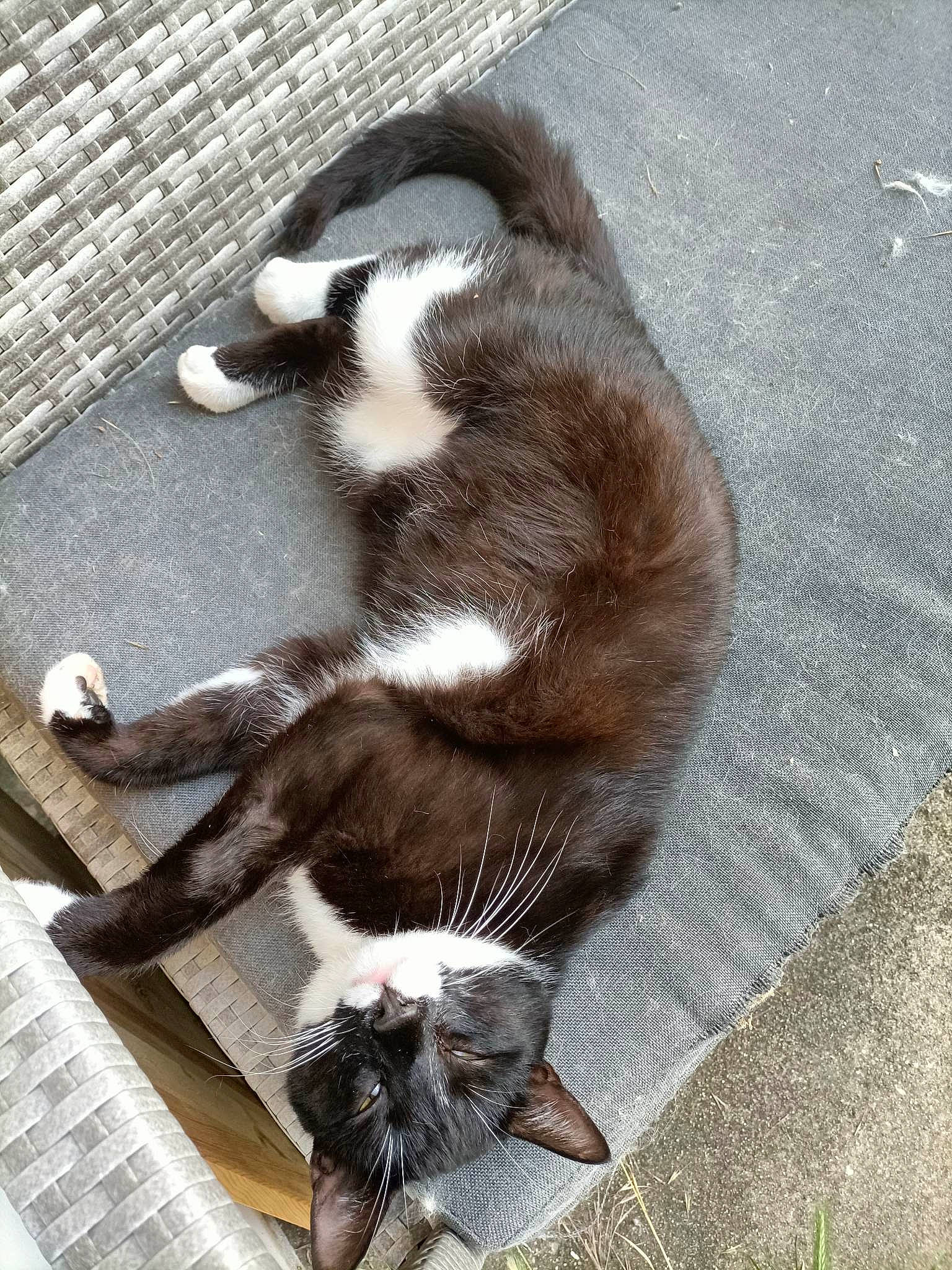 Chaton a rejoint le concours — aidez-le/la à gagner de superbes lots ! carnivore, cat, claw, comfort, dog_breed, domestic_short_haired_cat, fawn, felidae, foot, fur, paw, small_to_medium_sized_cats, sporting_group, tail, terrestrial_animal, whiskers