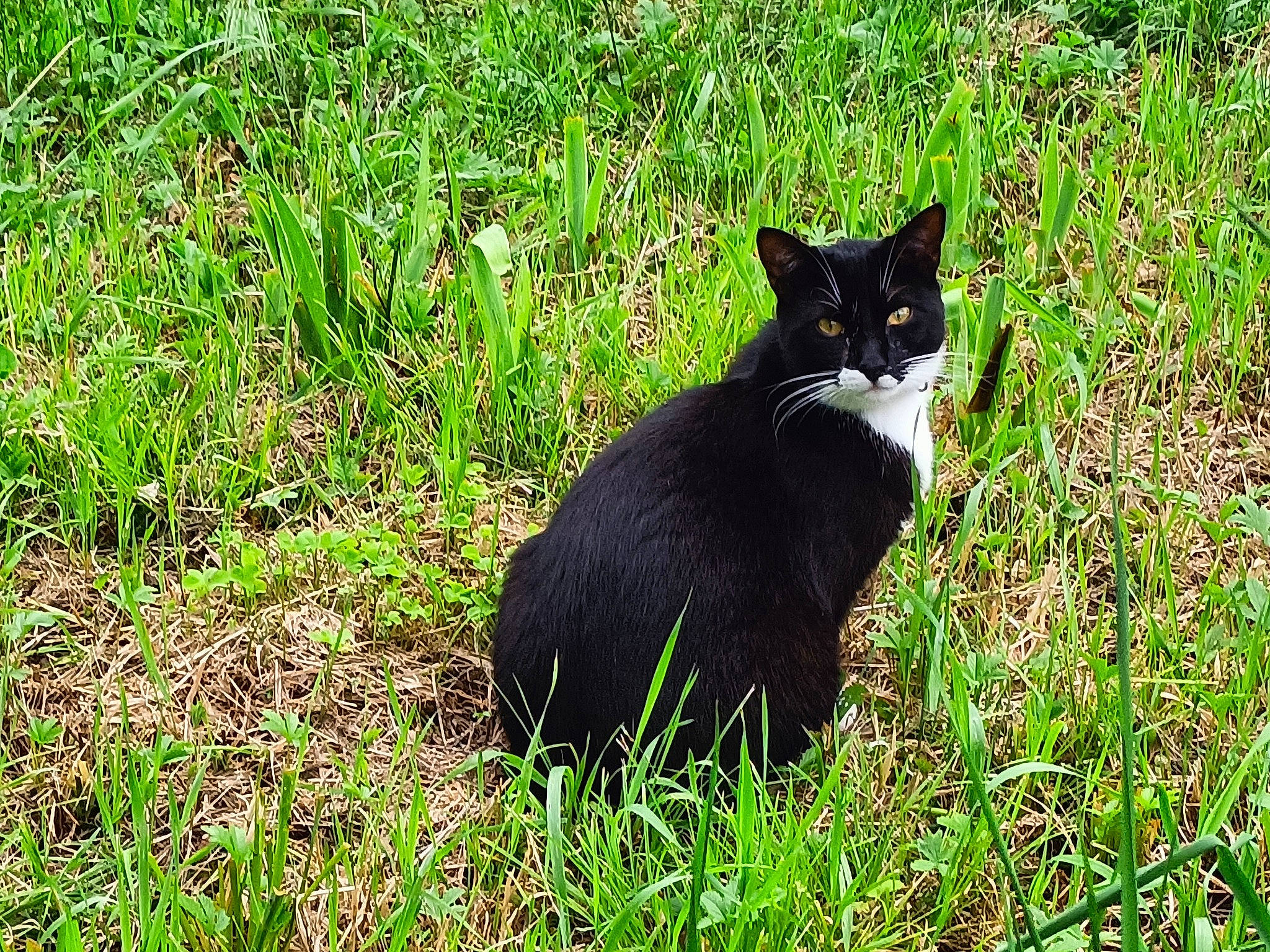 Chaton participe au concours pour gagner de l'argent avec cette photo : black_cat, bombay, carnivore, cat, domestic_short_haired_cat, felidae, fur, grass, grass_family, grassland, groundcover, herbaceous_plant, plant, small_to_medium_sized_cats, snout, tail, terrestrial_animal, whiskers, wildlife