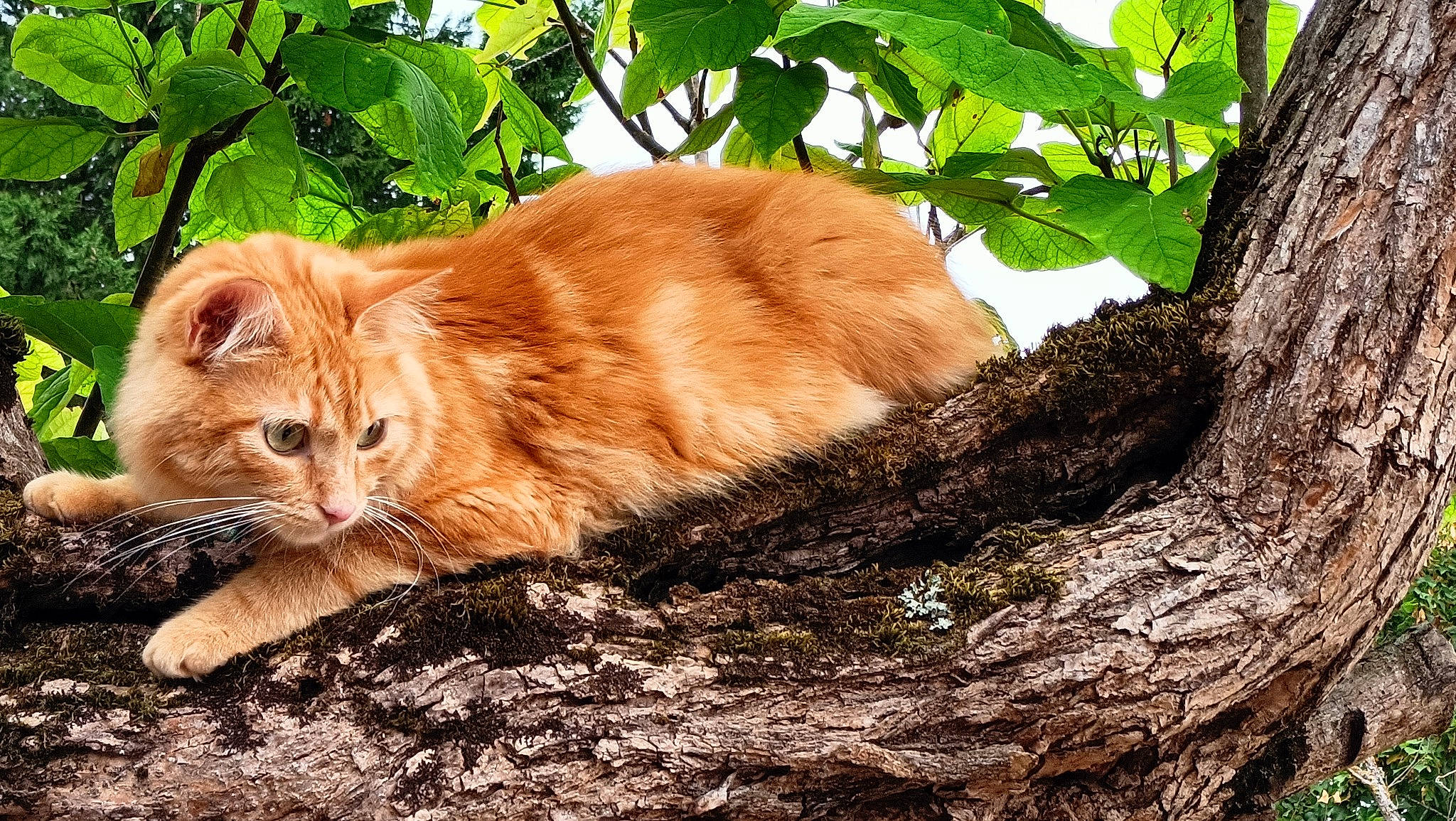 Roocket participe au concours pour gagner de l'argent avec cette photo : carnivore, cat, claw, domestic_short_haired_cat, fawn, felidae, forest, fur, grass, natural_landscape, plant, small_to_medium_sized_cats, soil, tail, terrestrial_animal, tree, trunk, twig, whiskers, wood