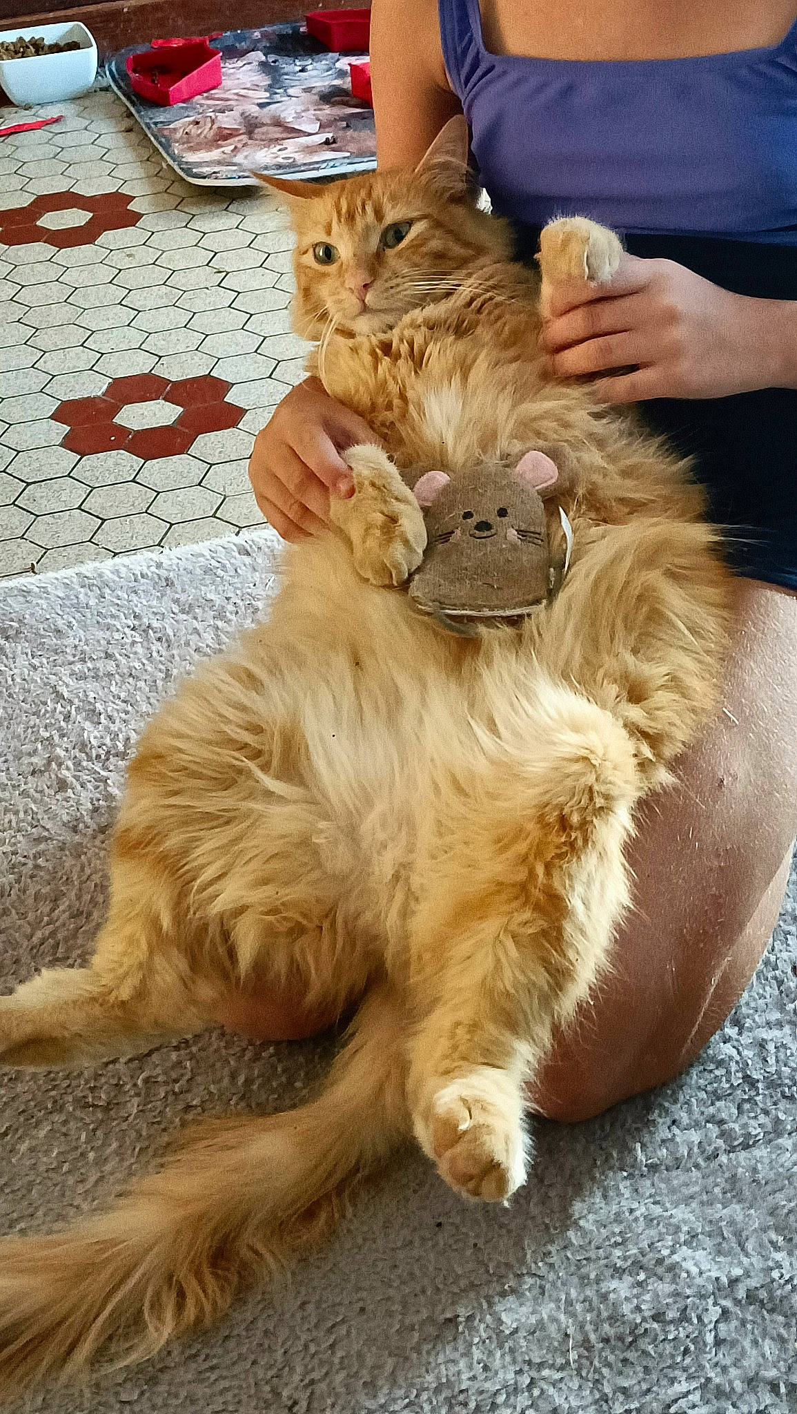 Roocket participe au concours pour gagner de l'argent avec cette photo : big_cats, canidae, carnivore, cat, claw, companion_dog, dog_breed, domestic_short_haired_cat, fawn, felidae, fur, human_leg, lion, paw, small_to_medium_sized_cats, snout, sporting_group, tail, whiskers, wildlife