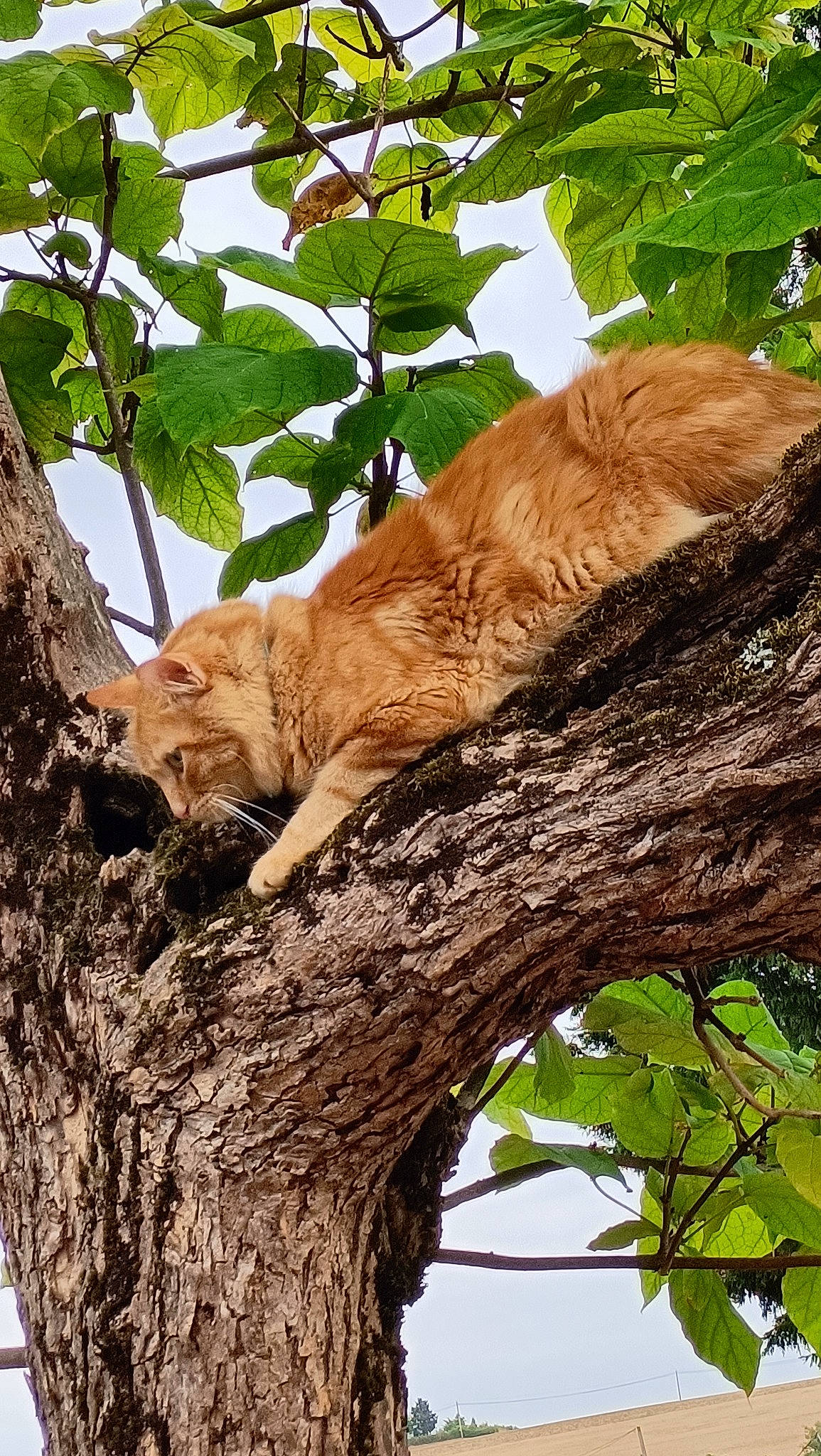 Roocket participe au concours pour gagner de l'argent avec cette photo : botany, branch, carnivore, cat, deciduous, fawn, felidae, fur, plant, small_to_medium_sized_cats, snout, tail, terrestrial_animal, tree, trunk, twig, whiskers, wildlife, wood, woody_plant