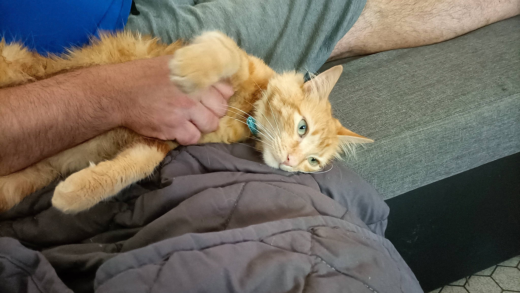 Roocket a rejoint le concours — aidez-le/la à gagner de superbes lots ! canidae, carnivore, cat, claw, comfort, domestic_short_haired_cat, fawn, felidae, fur, grass, hand, human_leg, lap, mammal, paw, small_to_medium_sized_cats, snout, tail, whiskers, window