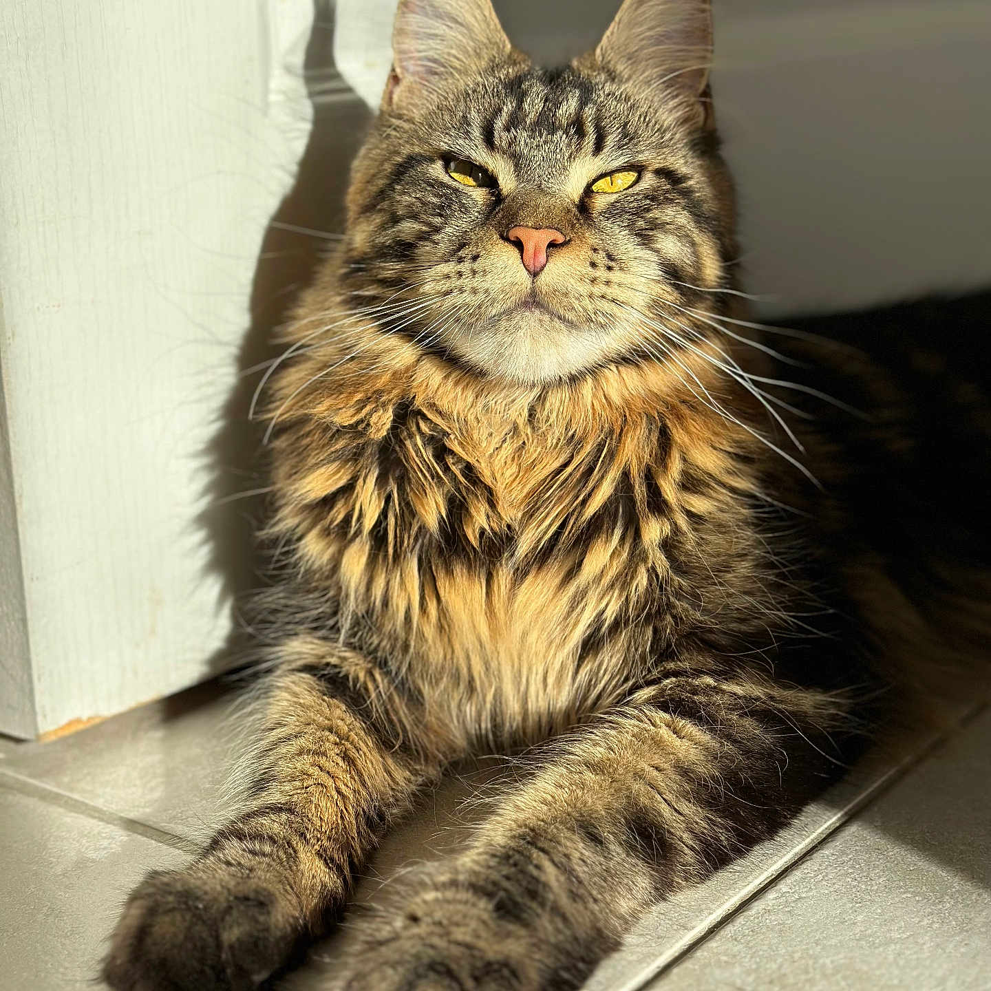 Tbrown participe au concours pour gagner de l'argent avec cette photo : animal, cat, closeup, cute, domestic_cat, ears, feline, fluffy, indoor, paws, pet, portrait, relaxed, resting, shadow, sunlight, tabby, tile_floor, whiskers, yellow_eyes