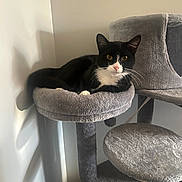 Oliver joined the competition — help win amazing prizes! animal, black_and_white_cat, cat, cat_tree, corner, cozy, curious, domestic_cat, feline, fur, gray, indoor, perch, pet, relaxed, resting, shadow, soft_light, whiskers, wooden_floor