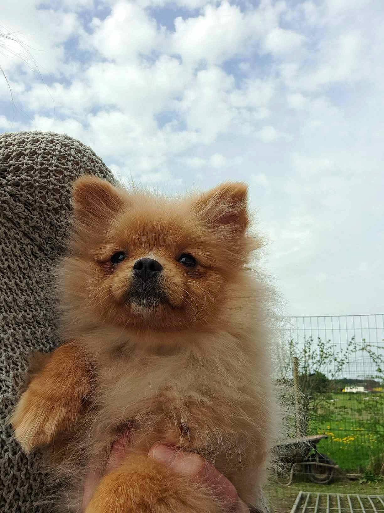 Eskimo participe au concours pour gagner de l'argent avec cette photo : canidae, carnivore, cloud, companion_dog, dog, dog_breed, fawn, fur, german_spitz, german_spitz_mittel, grass, plant, sky, spitz, sporting_group, terrestrial_animal, toy_dog, whiskers, wildlife, working_animal