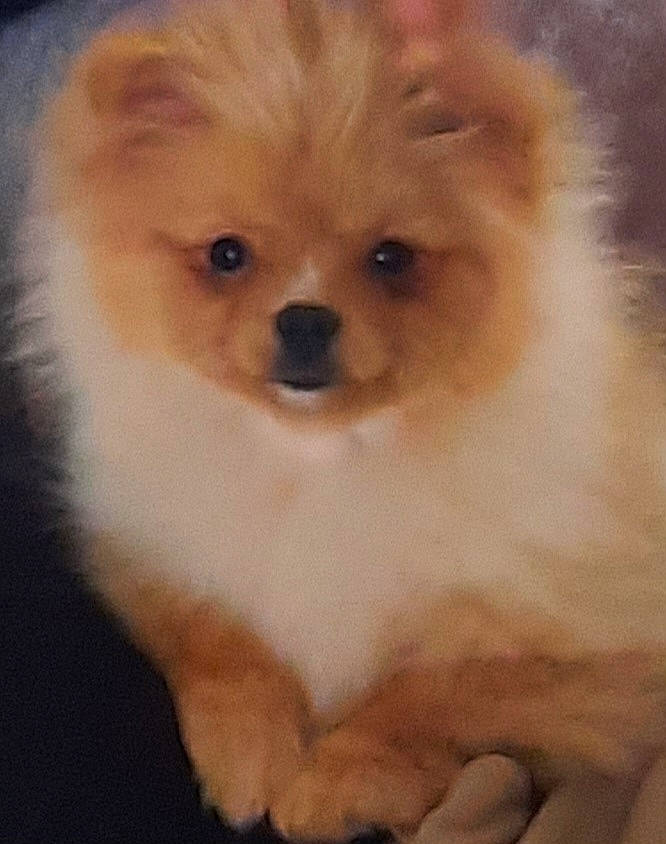 Eskimo a rejoint le concours — aidez-le/la à gagner de superbes lots ! canidae, carnivore, companion_dog, dog, dog_breed, fawn, fur, german_spitz, german_spitz_klein, german_spitz_mittel, liver, non_sporting_group, pomeranian, snout, spitz, sporting_group, toy_dog, volpino_italiano, whiskers, working_animal