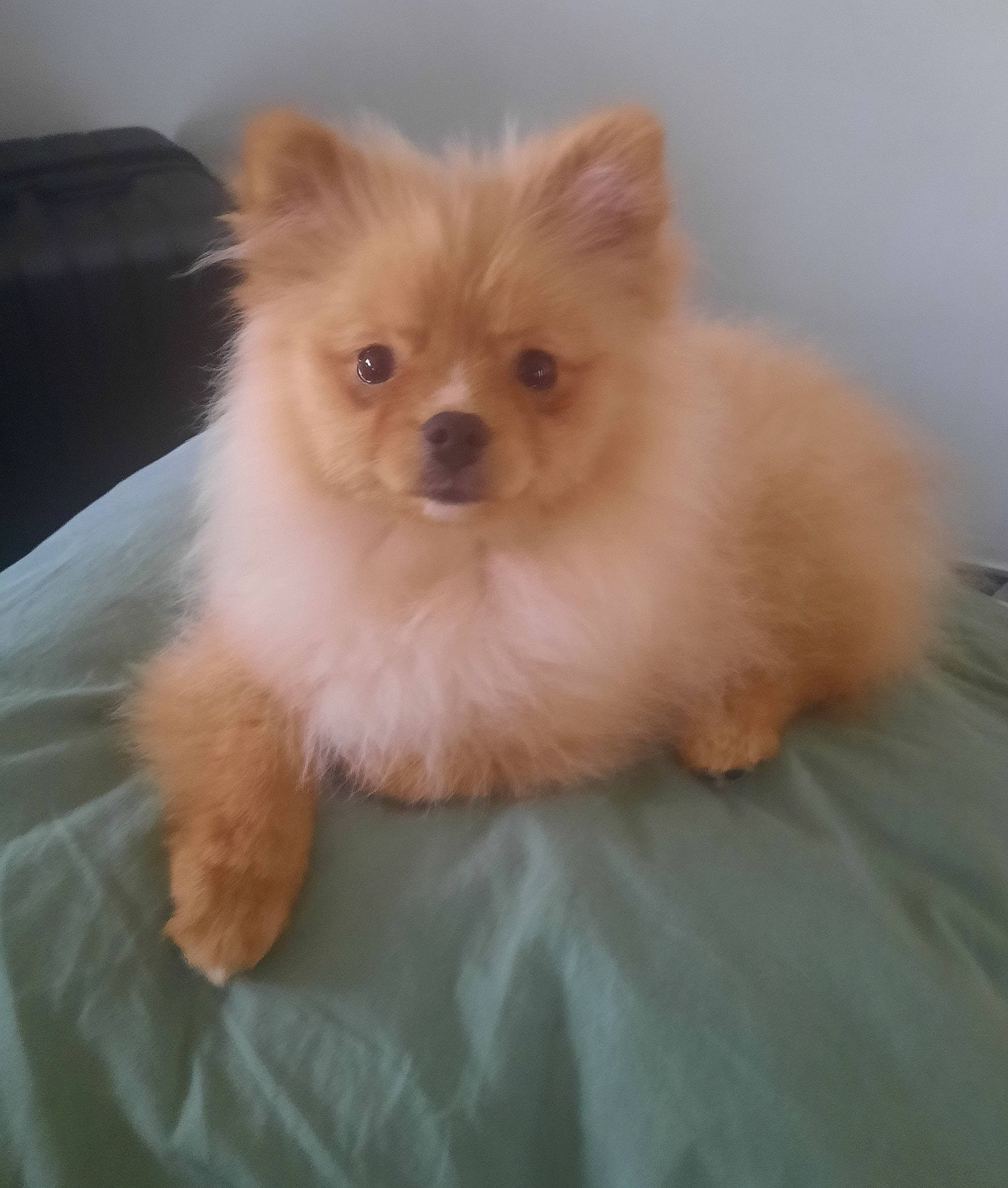 Eskimo participe au concours pour gagner de l'argent avec cette photo : canidae, carnivore, companion_dog, dog, dog_breed, fawn, fur, german_spitz, german_spitz_klein, non_sporting_group, snout, spitz, toy_dog, volpino_italiano, whiskers, working_animal