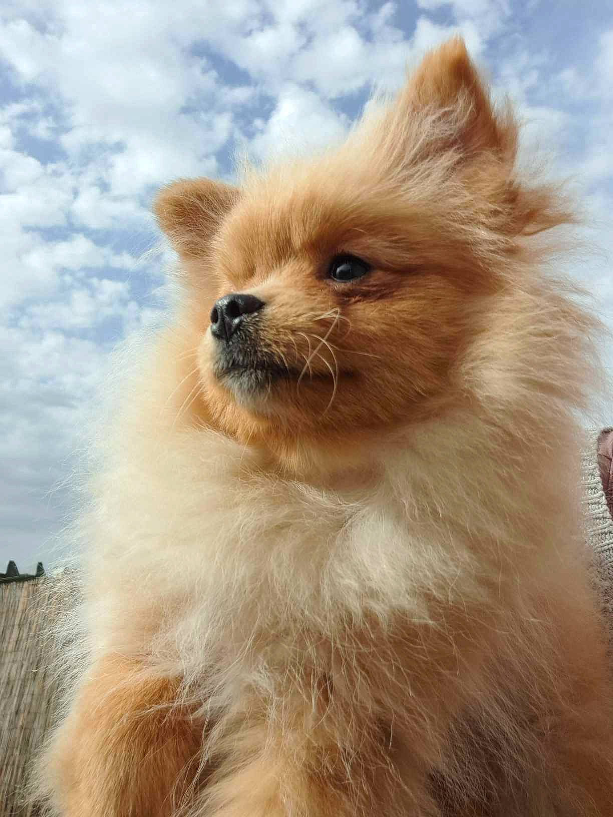 Eskimo a rejoint le concours — aidez-le/la à gagner de superbes lots ! canidae, carnivore, cloud, companion_dog, dog, dog_breed, fawn, fur, german_spitz, german_spitz_klein, german_spitz_mittel, sky, smile, snout, spitz, sporting_group, terrestrial_animal, toy_dog, whiskers, working_animal