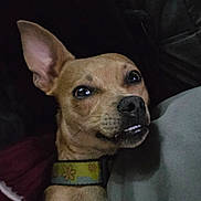 Ozzy joined the competition — help win amazing prizes! alert, animal, brown_dog, canine, close_up, collar, companion, cute, dog, domestic_animal, ears, expression, face, fur, indoor, looking_away, pet, portrait, small_dog, whiskers