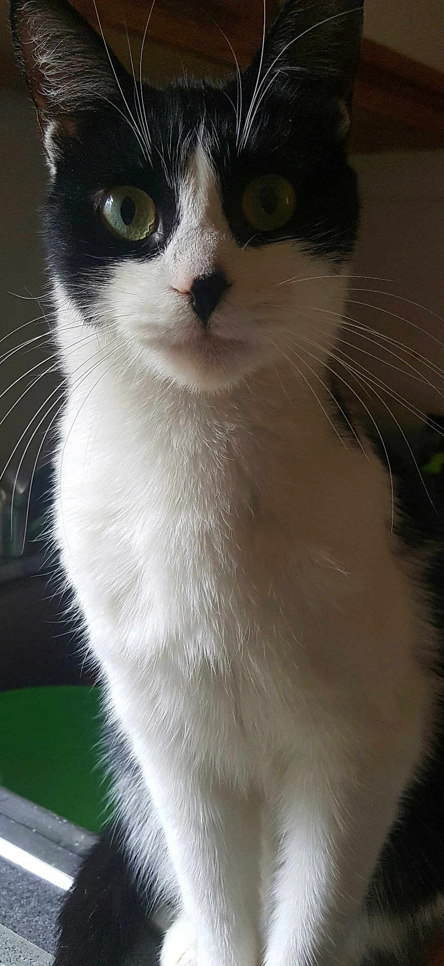 Mudgie