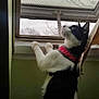 Mudgie joined the competition — help win amazing prizes! accessories, animal, architecture, building, canine, cat, face, head, kitten, manx, nature, outdoors, person, pet, photography, portrait, shelter, sleeping, window, windowsill