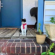 Mudgie joined the competition — help win amazing prizes! animal, architecture, building, cat, hardwood, house, housing, indoors, interiordesign, jar, kitten, pet, plant, planter, porch, pottedplant, pottery, stainedwood, vase, wood