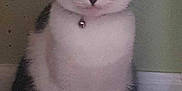 Mudgie joined the competition — help win amazing prizes! abyssinian, accessories, angora, animal, architecture, building, canine, cat, collar, dog, door, egyptiancat, husky, jewelry, kitten, manx, necklace, pet, siamese, wall