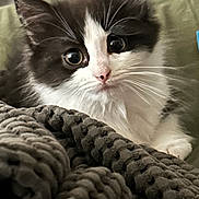 Toulouse is registered to the contest to win money with this photo: kitten, cat, black_and_white, fluffy, wide_eyes, close_up, indoor, blanket, knitted_blanket, pet, cute, curious, whiskers, soft, young, animal, feline, cozy, portrait, relaxed