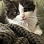kitten, cat, black_and_white, fluffy, wide_eyes, close_up, indoor, blanket, knitted_blanket, pet, cute, curious, whiskers, soft, young, animal, feline, cozy, portrait, relaxed