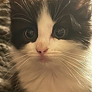 Toulouse is registered to the contest to win money with this photo: kitten, cat, close_up, black_and_white, fluffy, whiskers, cute, pet, animal, feline, young, indoor, soft_focus, portrait, curious, fur, small, domestic_animal, face, eyes