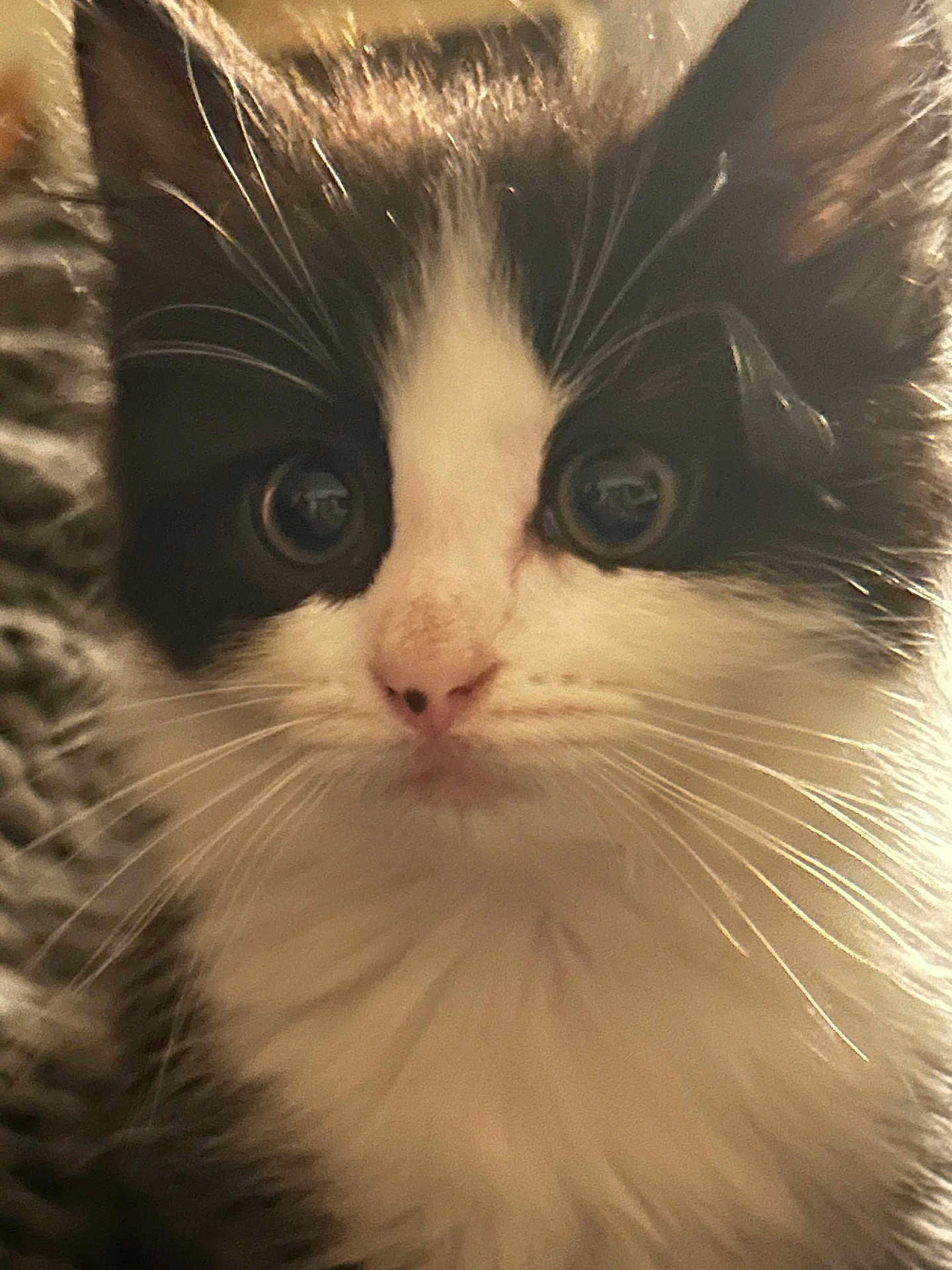 Toulouse is registered to the contest to win money with this photo: kitten, cat, close_up, black_and_white, fluffy, whiskers, cute, pet, animal, feline, young, indoor, soft_focus, portrait, curious, fur, small, domestic_animal, face, eyes