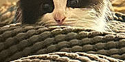 Toulouse joined the competition — help win amazing prizes! kitten, cat, black_and_white, peeking, blanket, cozy, indoor, close_up, curious, pet, feline, soft_texture, warm, whiskers, cute, animal, young_cat, relaxed, snuggly, home