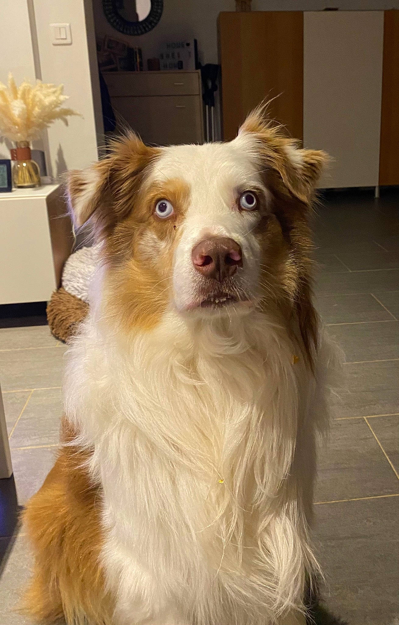 Nuts participe au concours pour gagner de l'argent avec cette photo : border_collie, canidae, carnivore, collie, companion_dog, dog, dog_breed, fawn, flooring, fur, herding_dog, houseplant, jaw, liver, plant, snout, sporting_group, whiskers, working_animal, working_dog