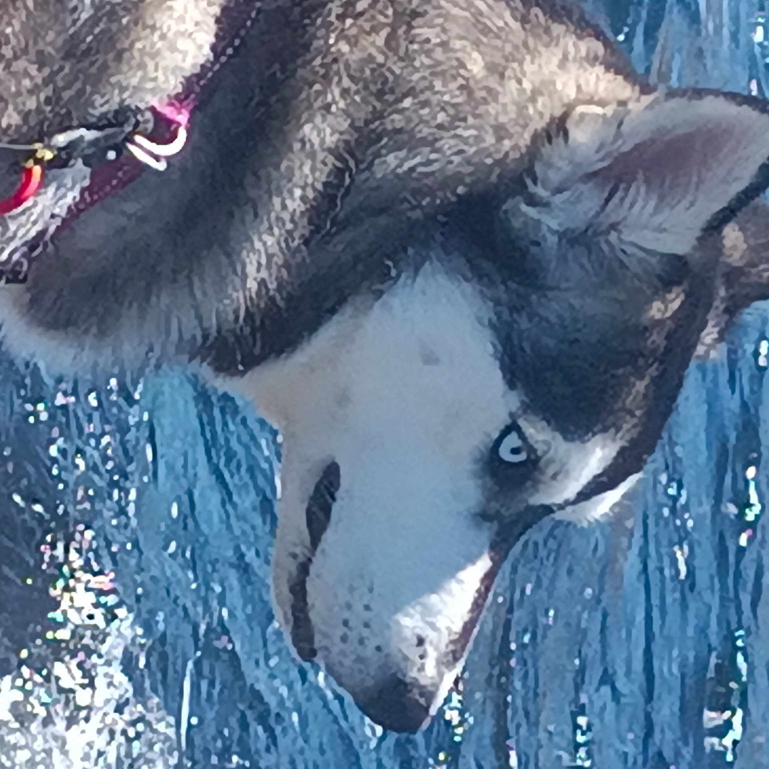 Luna Nova joined the competition — help win amazing prizes! canidae, canis, carnivore, collar, companion_dog, dog, dog_breed, dog_collar, dog_supply, electric_blue, fur, jaw, pet_supply, snout, sporting_group, terrestrial_animal, water, whiskers, wildlife, working_animal