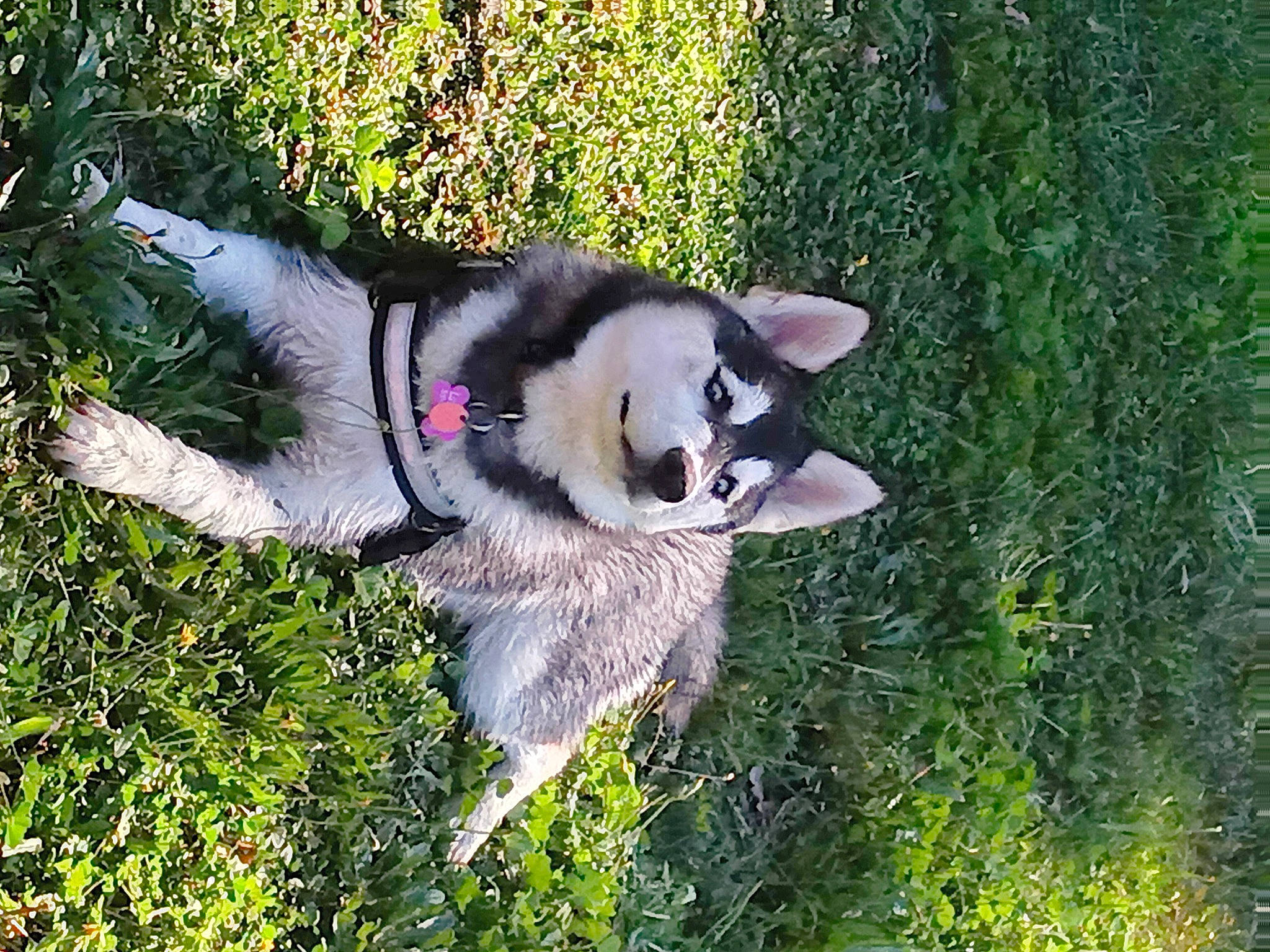 Luna Nova is registered to the contest to win money with this photo: ancient_dog_breeds, canidae, canis, carnivore, collar, companion_dog, dog, dog_breed, dog_supply, fur, grass, miniature_siberian_husky, non_sporting_group, pet_supply, plant, sled_dog, sporting_group, tail, tree, working_dog
