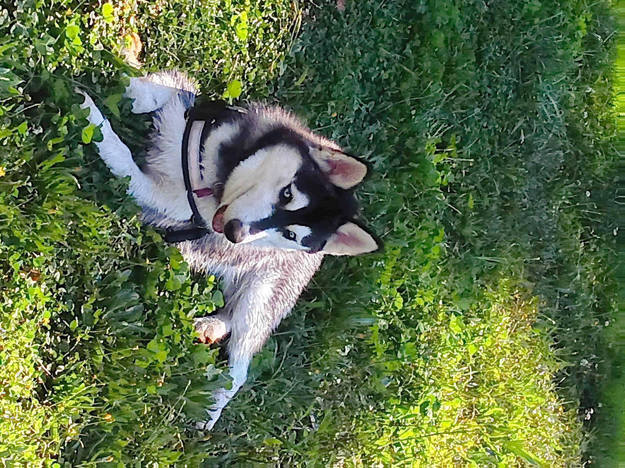 Luna Nova is registered to the contest to win money with this photo: art, canidae, carnivore, companion_dog, dog, dog_breed, grass, grass_family, grassland, natural_landscape, plant, sled_dog, snout, sporting_group, tail, terrestrial_animal, tree, wildlife, working_animal, working_dog