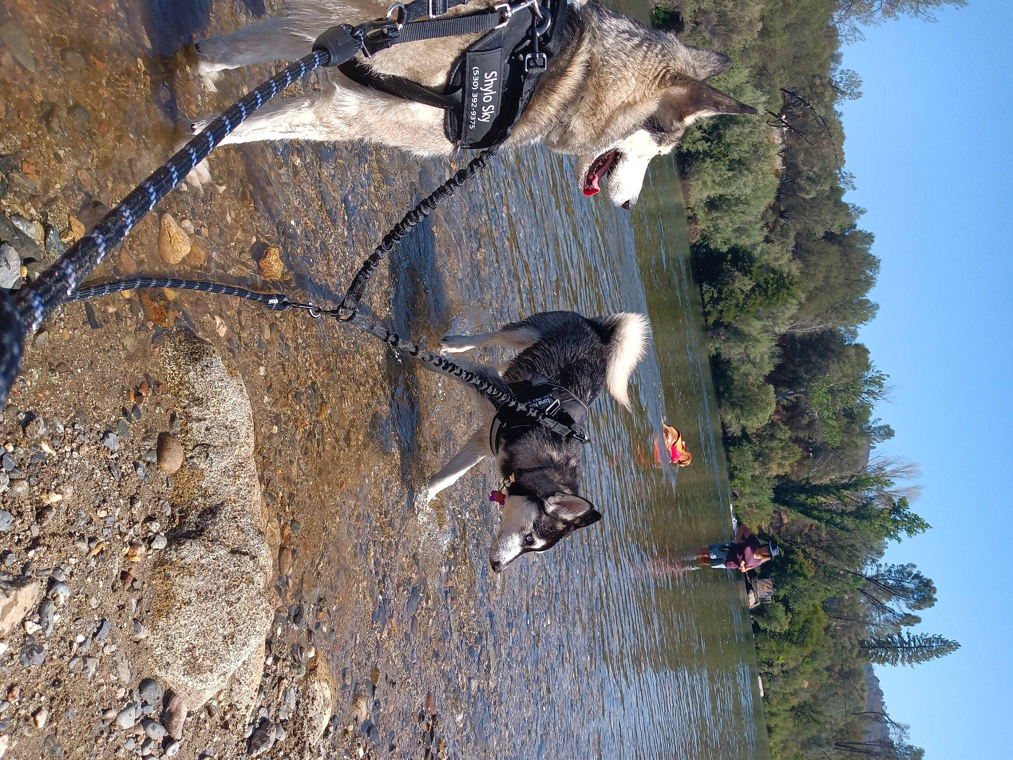 Luna Nova is registered to the contest to win money with this photo: adventure, beak, canidae, carnivore, collar, dog, dog_breed, leash, pet_supply, plant, recreation, sky, soil, sporting_group, tail, terrestrial_animal, tree, water, working_animal