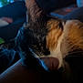 cat, calico_cat, sleeping, close_up, indoor, pet, fur, whiskers, relaxing, animal, resting, person_arm, soft_light, dark_background, cozy, domestic, mammal, feline, quiet, calm