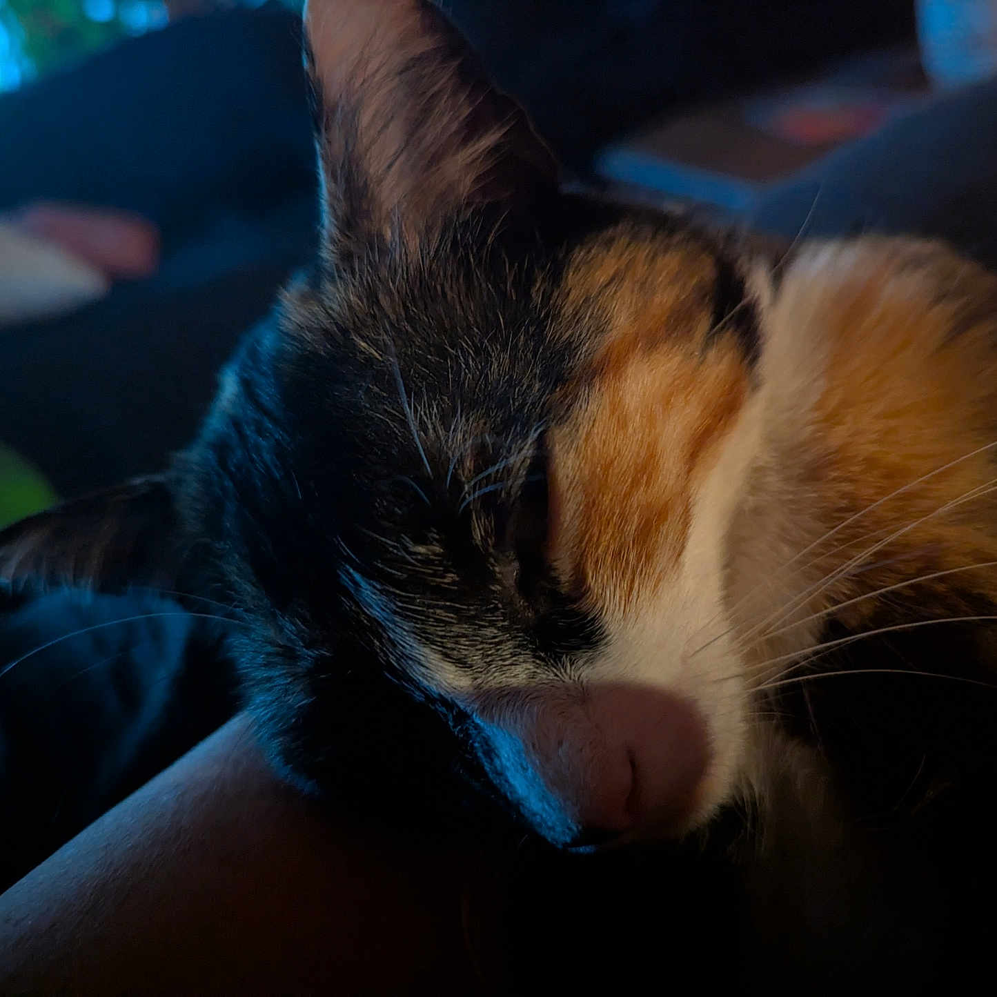 Matchoupitchou a rejoint le concours — aidez-le/la à gagner de superbes lots ! animal, calico_cat, calm, cat, close_up, cozy, dark_background, domestic, feline, fur, indoor, mammal, person_arm, pet, quiet, relaxing, resting, sleeping, soft_light, whiskers