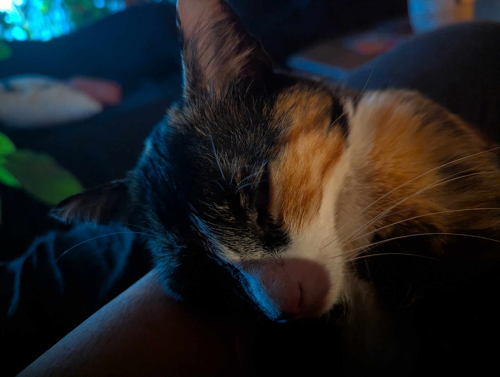 Matchoupitchou a rejoint le concours — aidez-le/la à gagner de superbes lots ! cat, calico_cat, sleeping, close_up, indoor, pet, fur, whiskers, relaxing, animal, resting, person_arm, soft_light, dark_background, cozy, domestic, mammal, feline, quiet, calm