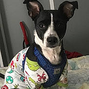 Dixie joined the competition — help win amazing prizes! animal, attentive, bed, black_and_white, blanket, canine, clothing, cute, dog, domestic, ears_up, festive, grinch, harness, holiday, indoor, pet, puppy, sitting, small_dog