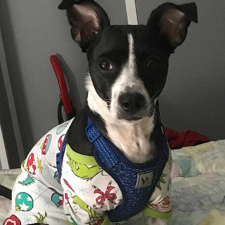 Dixie joined the competition — help win amazing prizes! animal, attentive, bed, black_and_white, blanket, canine, clothing, cute, dog, domestic, ears_up, festive, grinch, harness, holiday, indoor, pet, puppy, sitting, small_dog