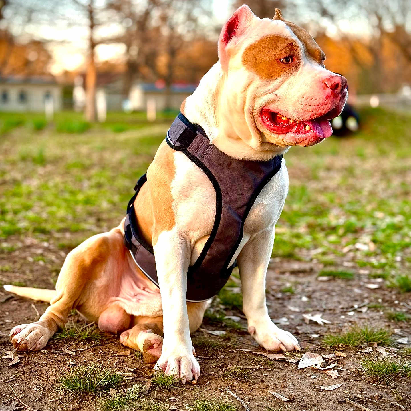 Kobe is registered to the contest to win money with this photo: accessories, animal, boxer, bulldog, canine, dog, frenchbulldog, grass, harness, hound, leash, outdoors, pet, pitbull, plant, puppy, snout, soil, strap, whitedog