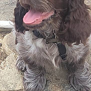 Bounty Royal participe au concours pour gagner de l'argent avec cette photo : dog, puppy, brown, white, curly_fur, sitting, panting, outdoor, stone_pavement, happy, pet, canine, collar, leash, tongue_out, cute, fur, animal, looking_up, nature