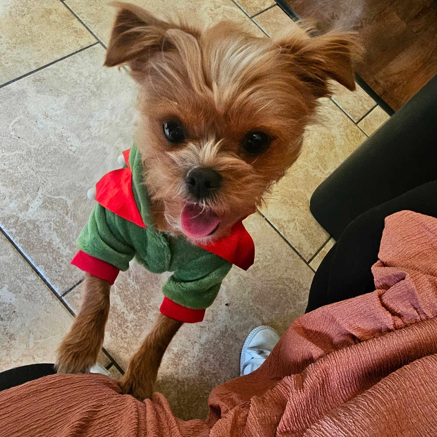 Willow is registered to the contest to win money with this photo: animal, canine, clothing, couch, dog, face, footwear, furniture, hardwood, head, indoors, interiordesign, person, pet, photography, portrait, puppy, shoe, terrier, wood