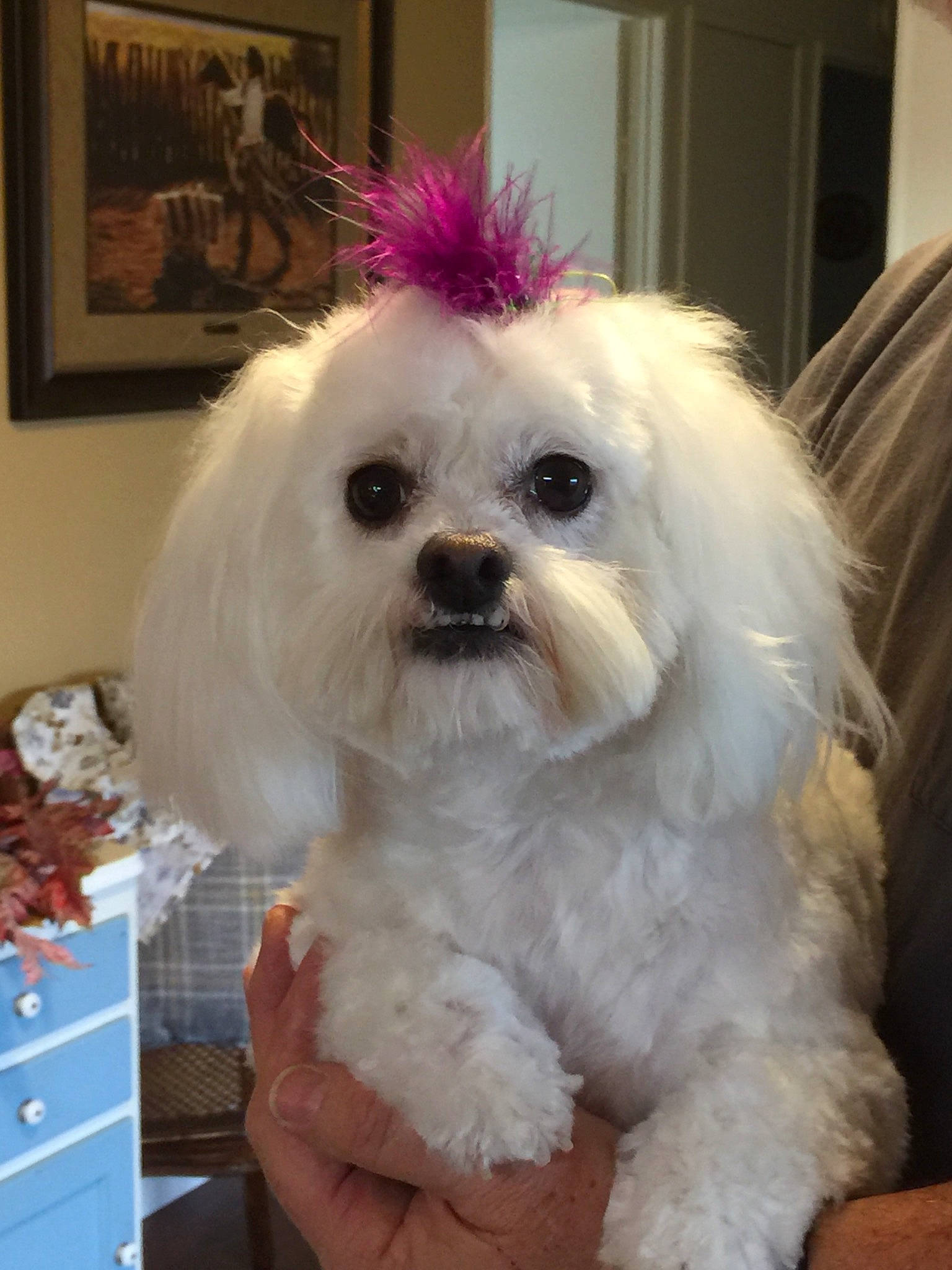 Bitsy joined the competition — help win amazing prizes! bichon, bolognese, bolonka, canidae, carnivore, chinese_imperial_dog, companion_dog, dog, dog_breed, kyi_leo, lowchen, maltepoo, maltese, mammal, pekapoo, puppy, shih_tzu, snout, toy_poodle, vertebrate