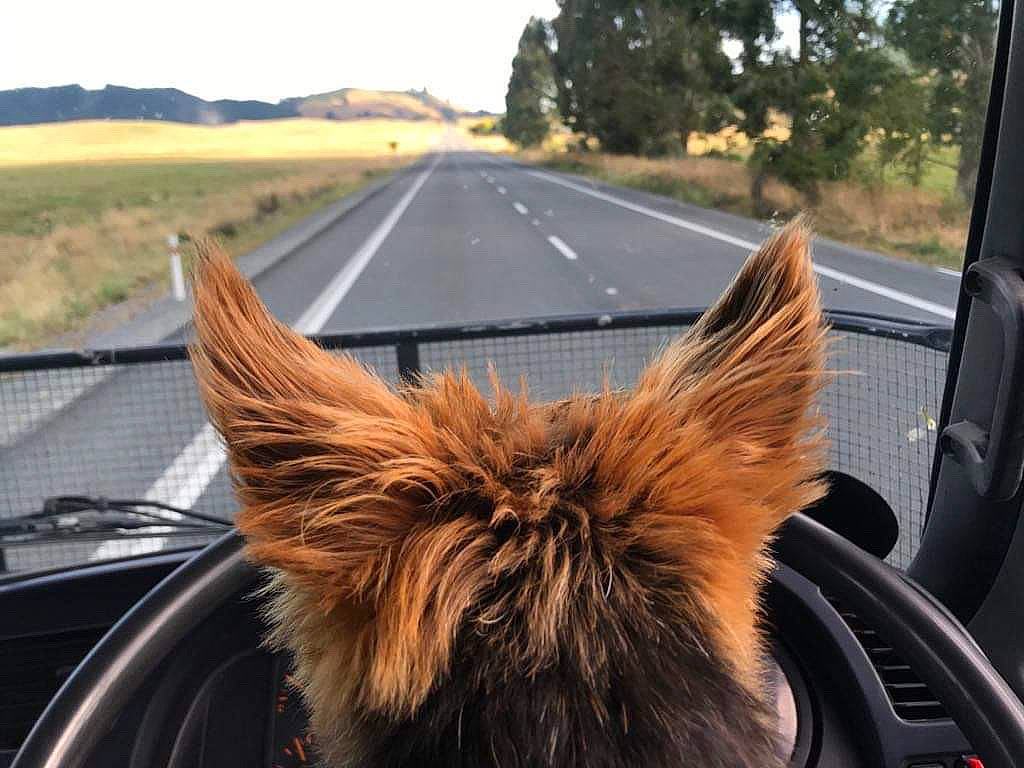 Poppy joined the competition — help win amazing prizes! auto_part, automotive_mirror, automotive_window_part, canidae, car, carnivore, dog, dog_breed, glass, rear_view_mirror, road, road_trip, terrier, vehicle, window, windshield