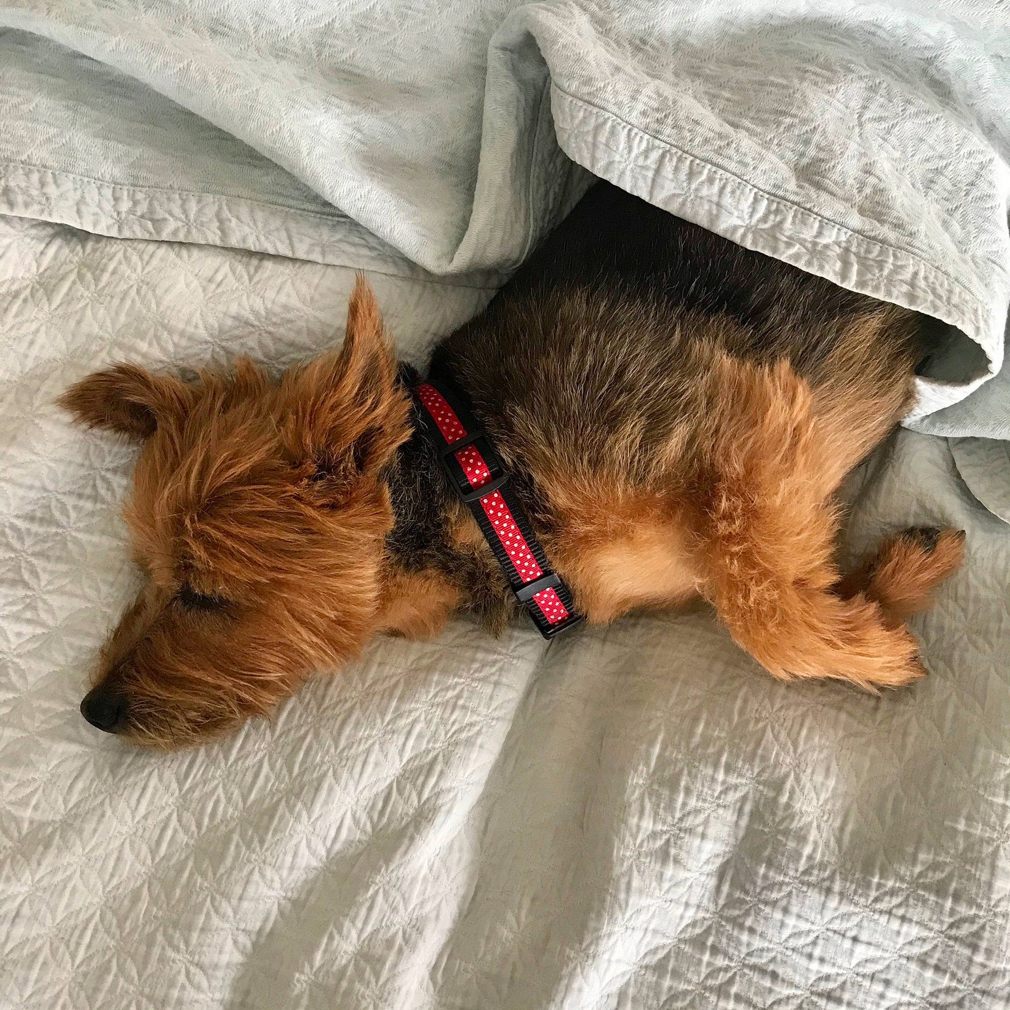 Poppy joined the competition — help win amazing prizes! australian_terrier, cairn_terrier, canidae, carnivore, companion_dog, dog, dog_breed, ear, fur, mammal, nap, norfolk_terrier, norwich_terrier, puppy, puppy_love, rare_breed_dog, sleep, snout, terrier, welsh_terrier